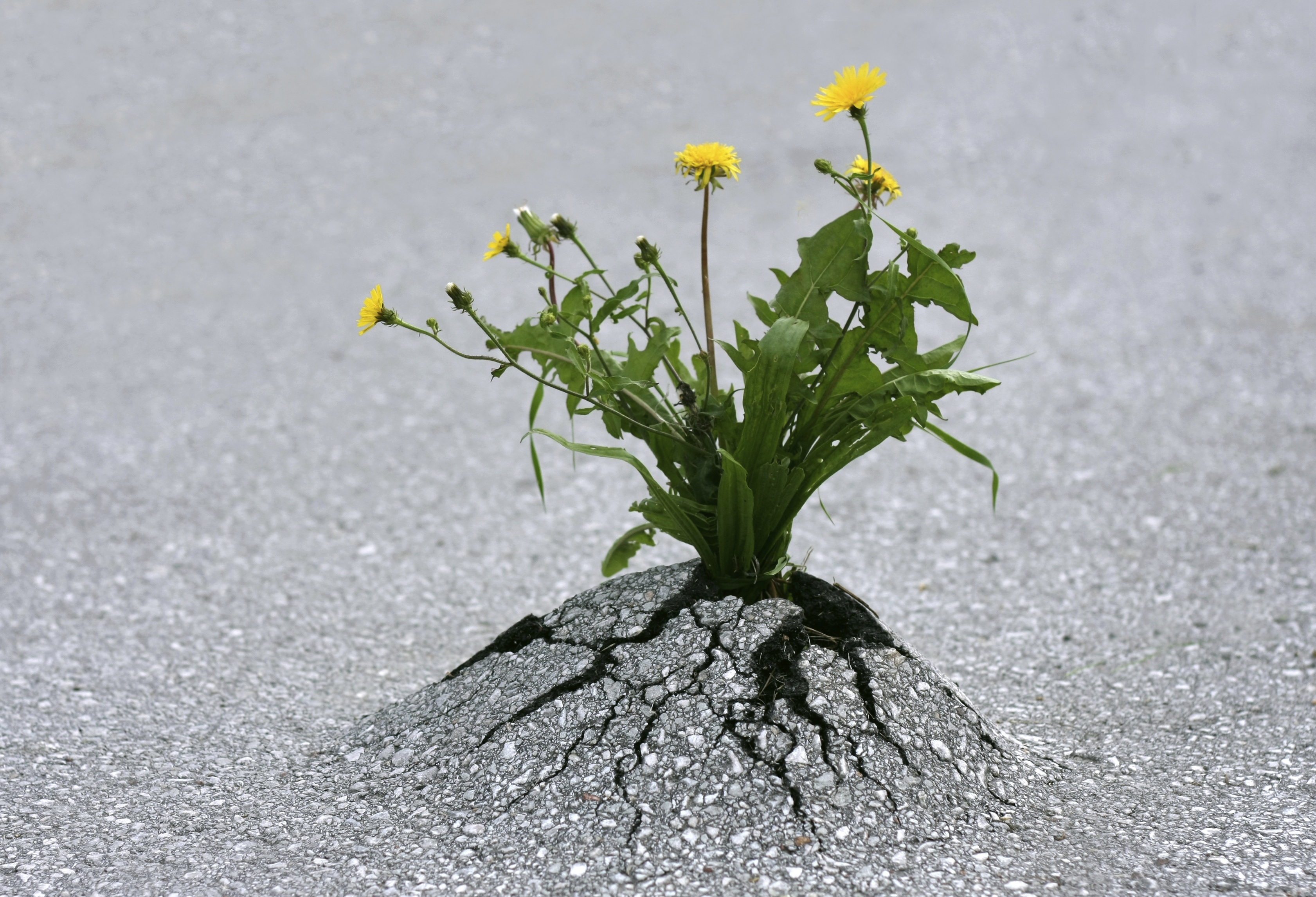 resilience-dandelion-through-asphalt
